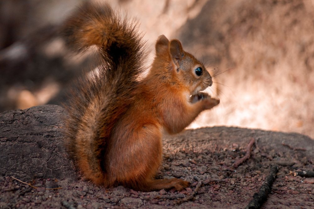 Photograph by Ольга Буракова