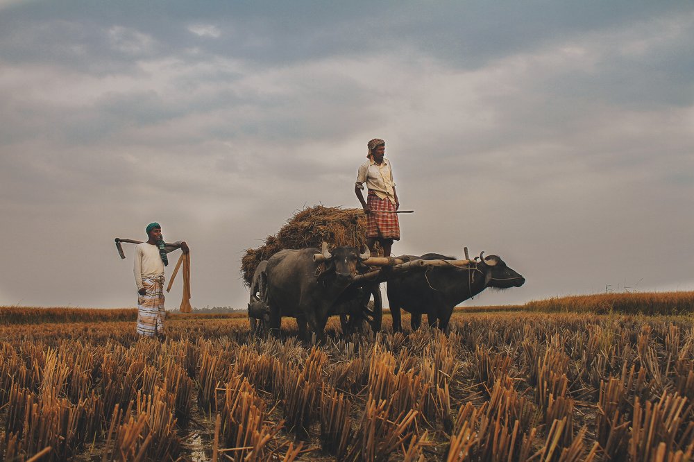 Photograph by Hasan Redoan Rakib