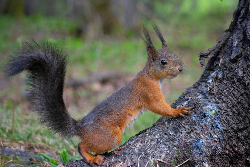Сахалинская белочка