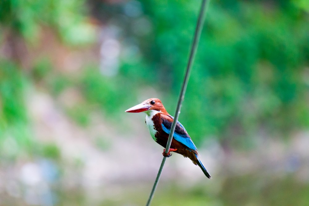 White breasted kingfisher