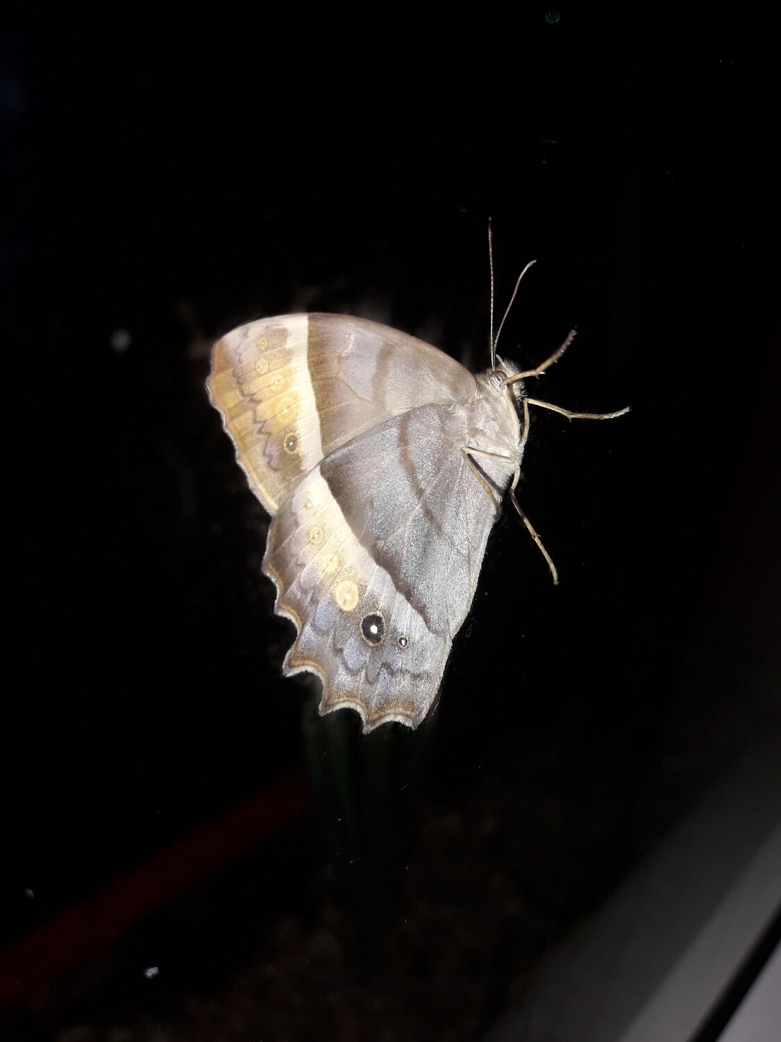 Photo #4653894