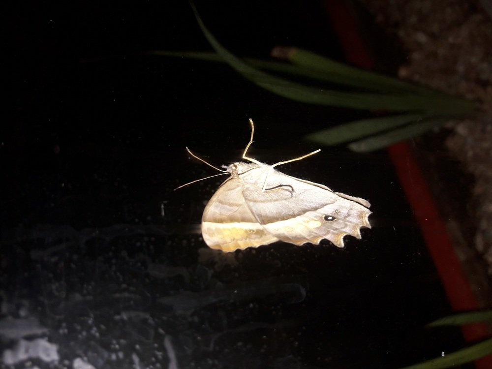 Photo #4653899