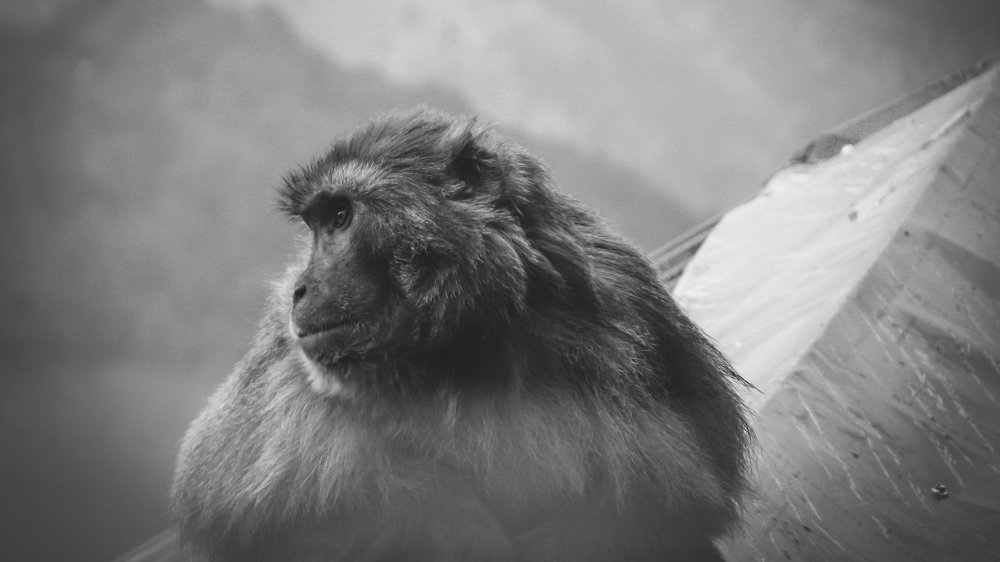 Photo #4654316