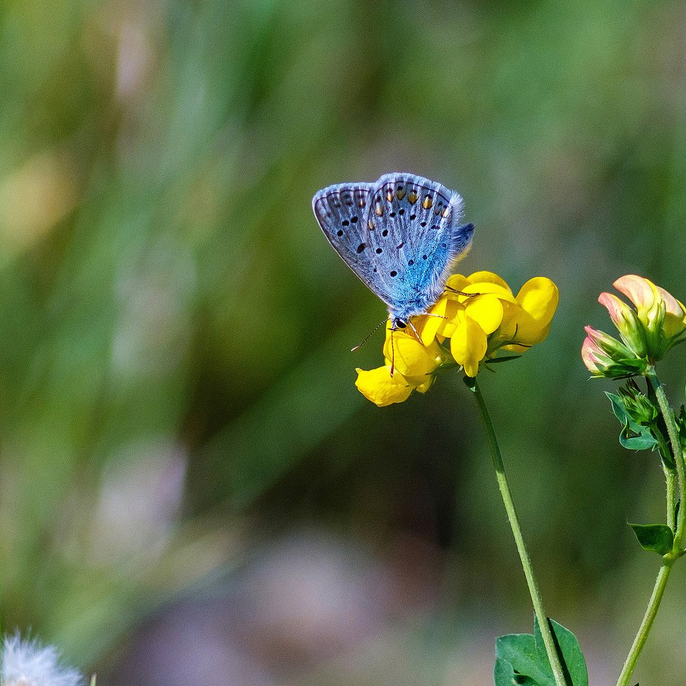 Photograph by Александр Потапов