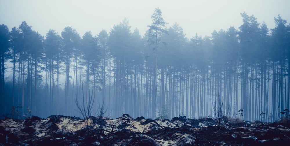 Photograph by Александрас Савицкис