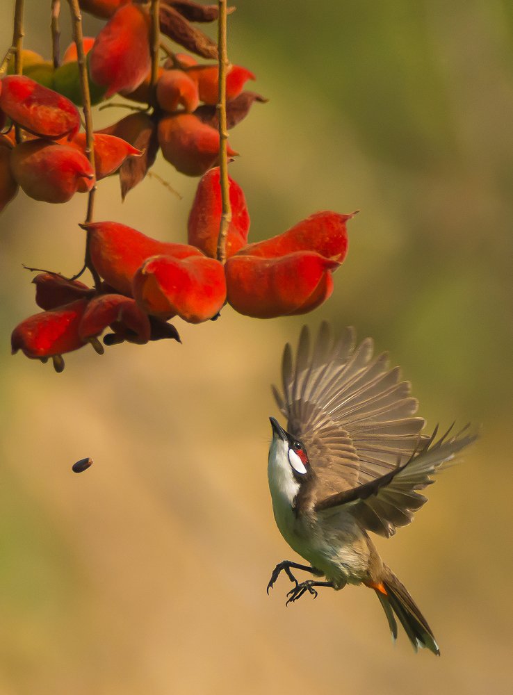 Red Whiskered Bulbul