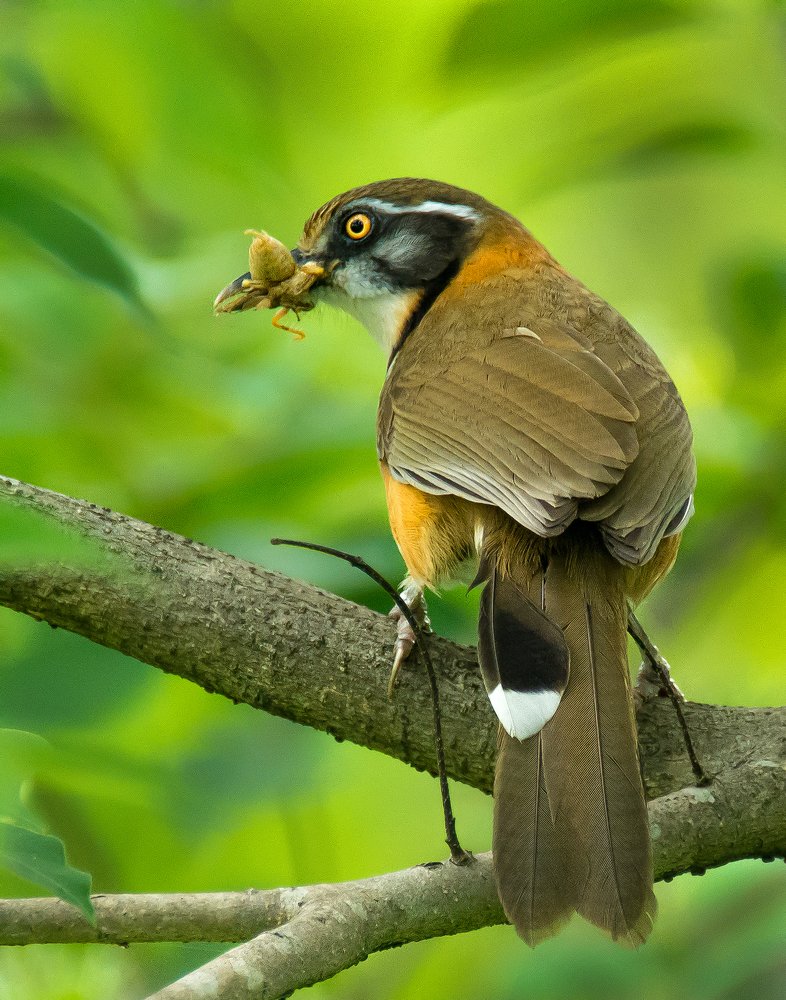 Photograph by SUBHABRATA HUI