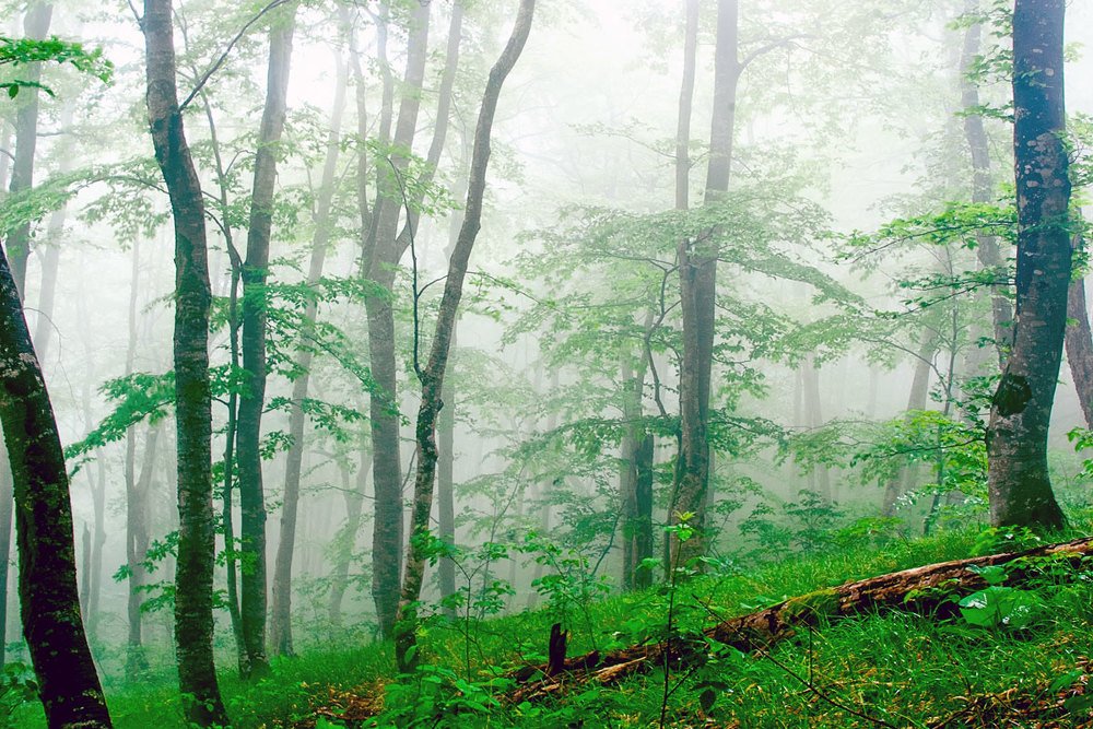 Photograph by Роман Приходько