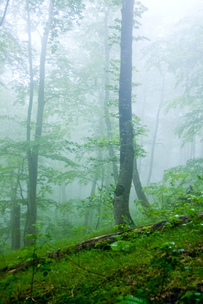 Photograph by Роман Приходько