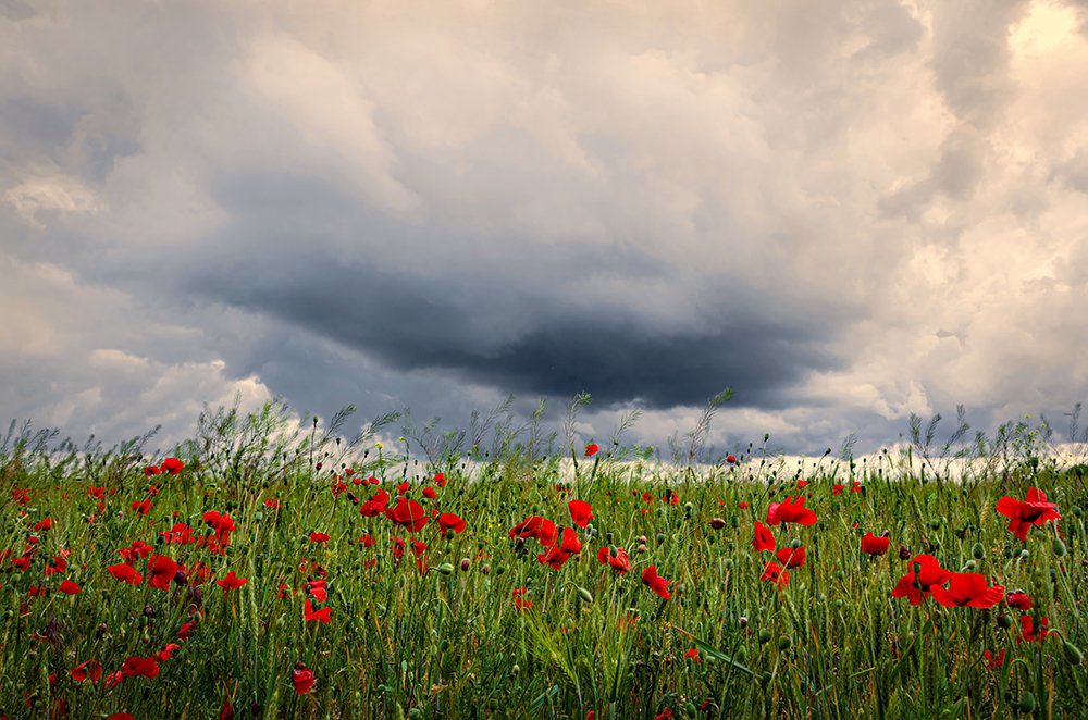 Перед грозой