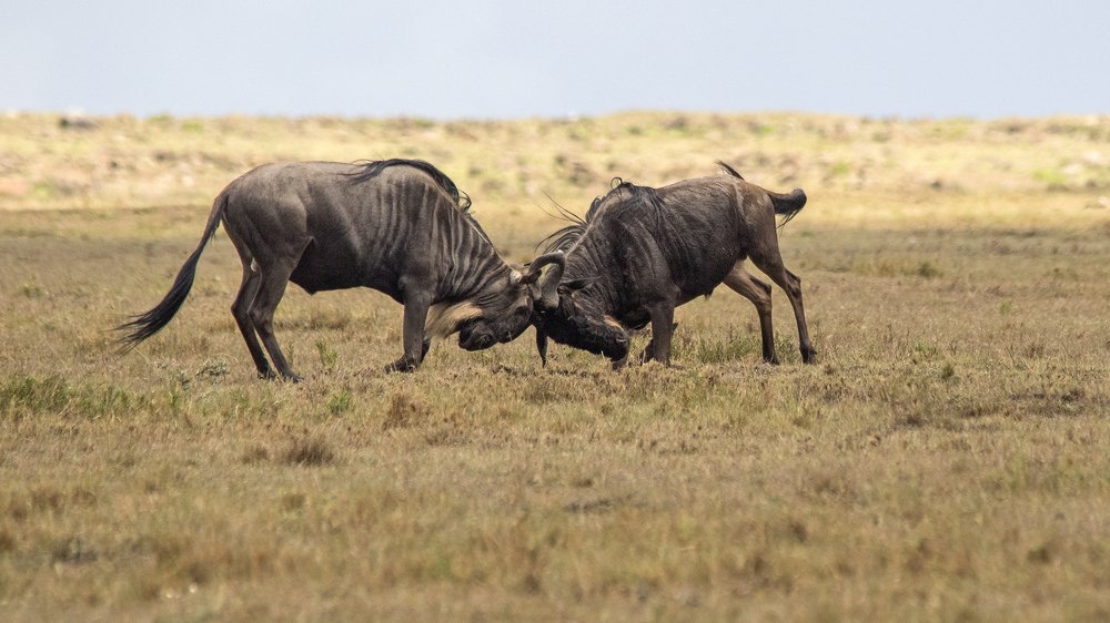 Photograph by Harsh Vyas