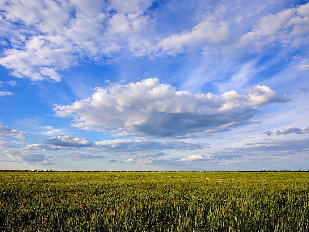 Зреет пшеница