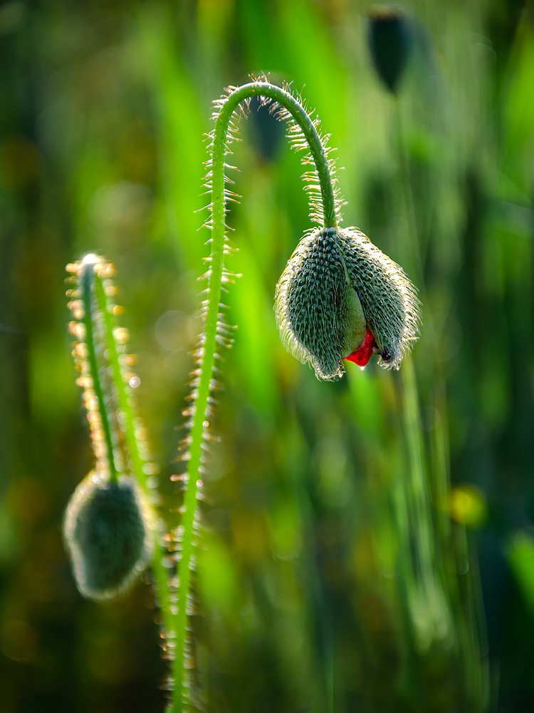 Рождение мака