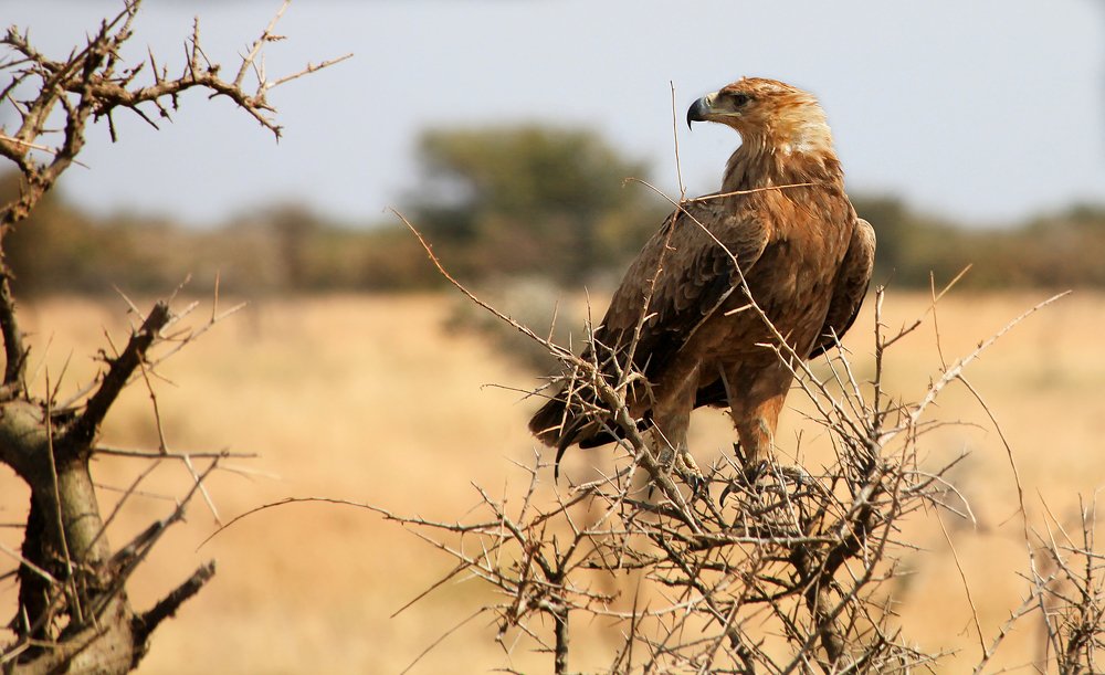 Fish-eagles
