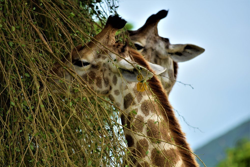 Фотография автора Борисова Мария