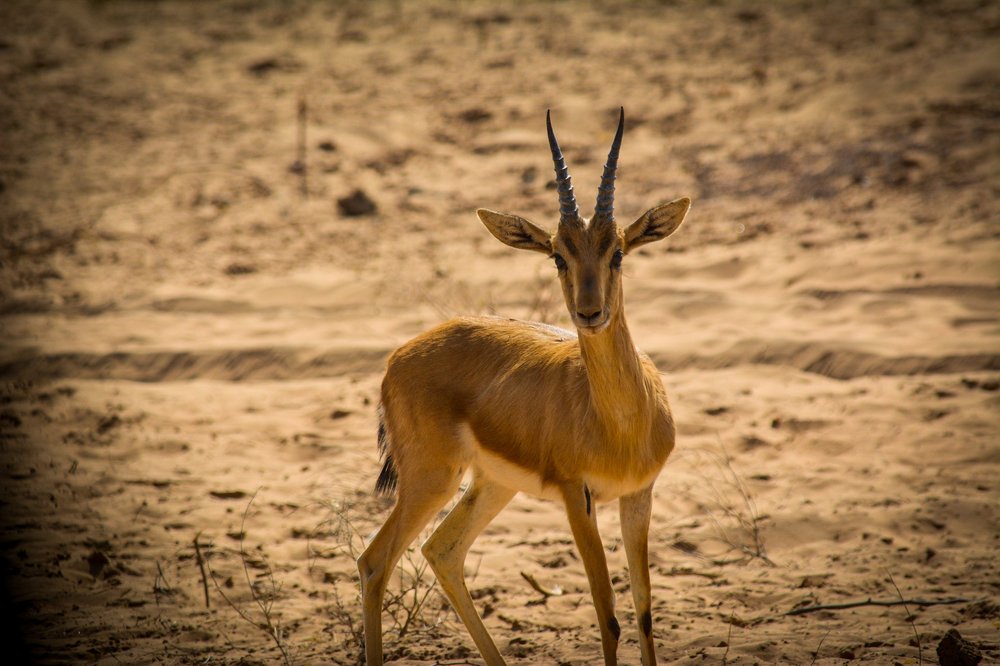 Photograph by vinamra gupta