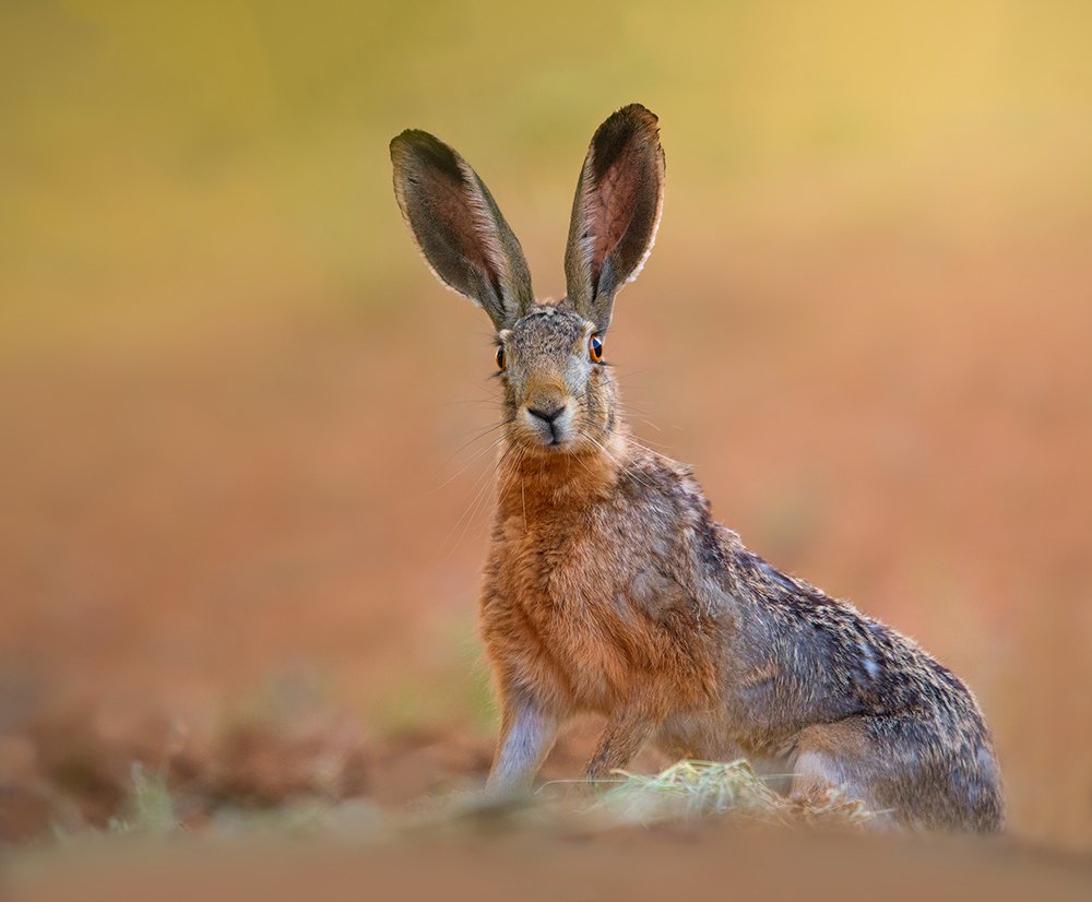 Photograph by sajjad saadat