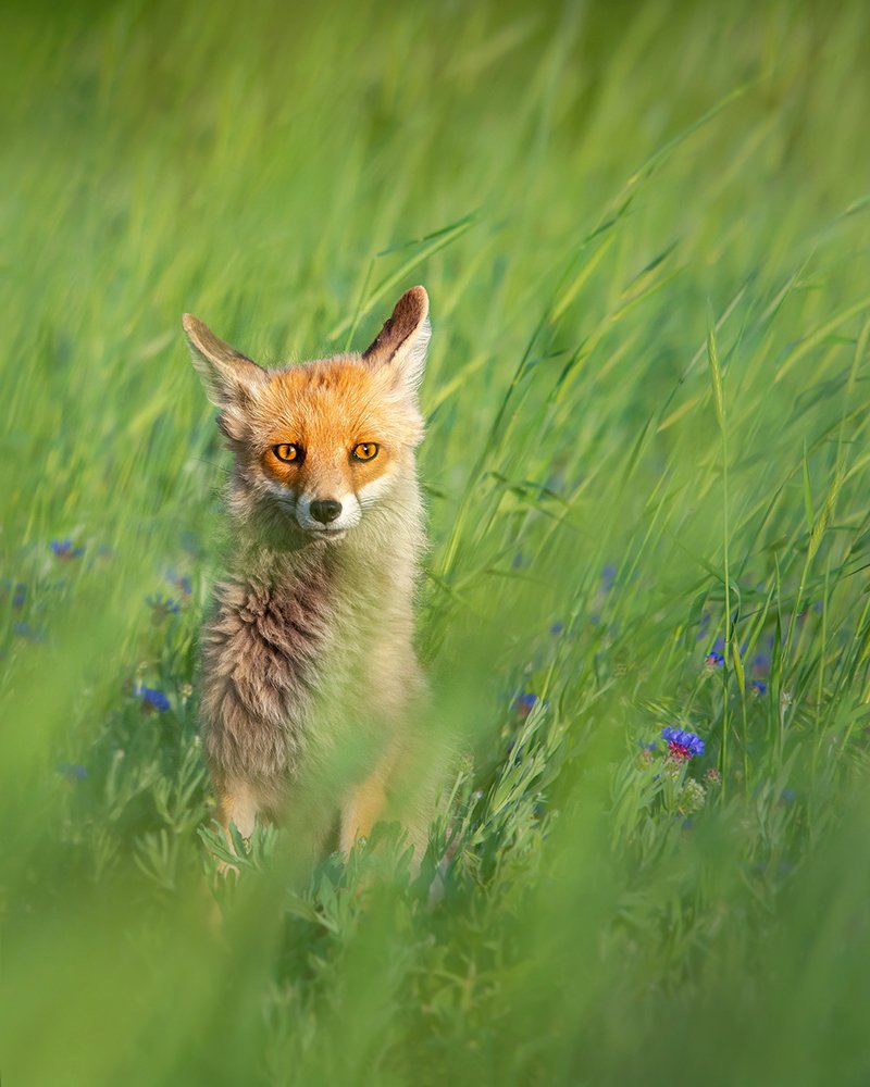 Photograph by sajjad saadat