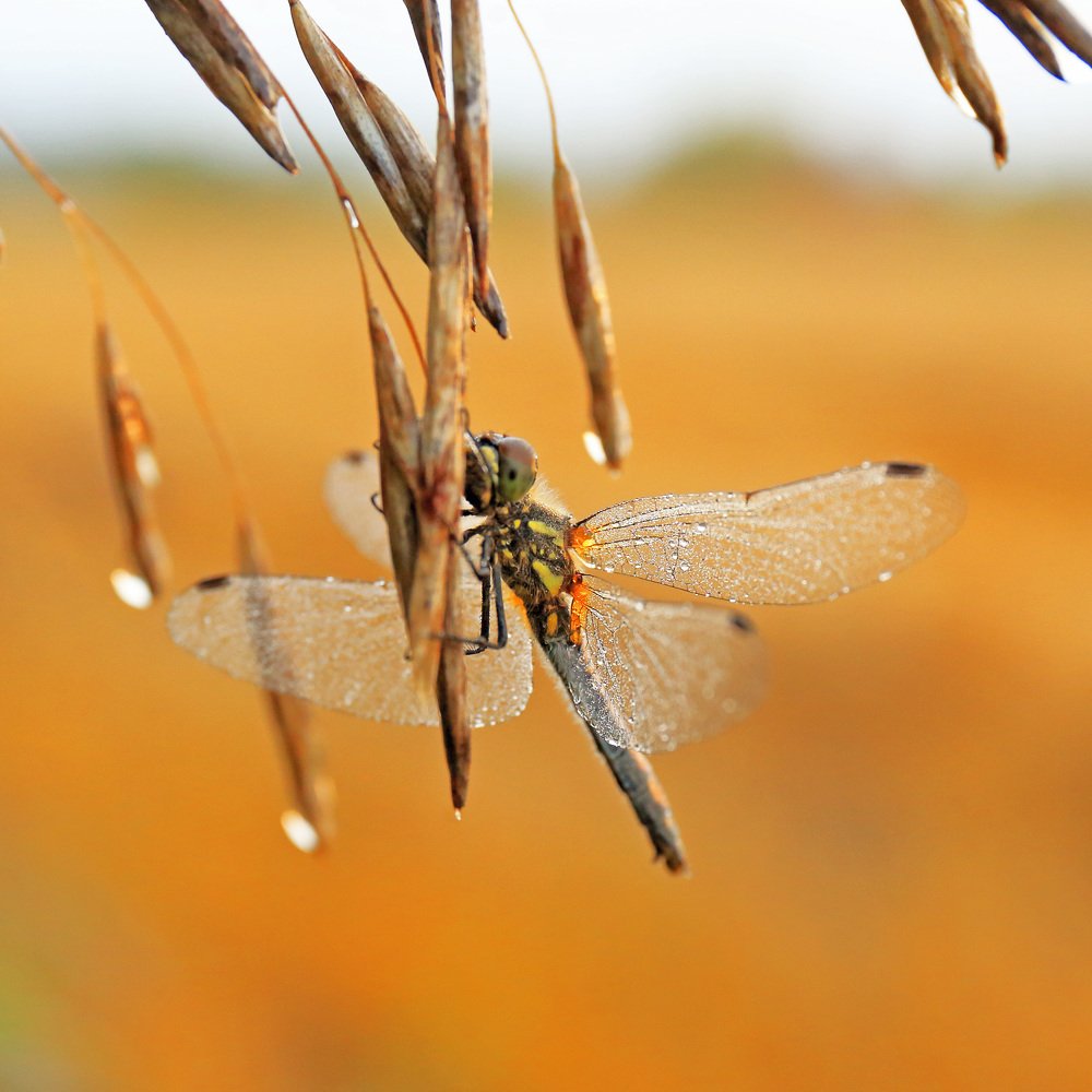 Холодное утро