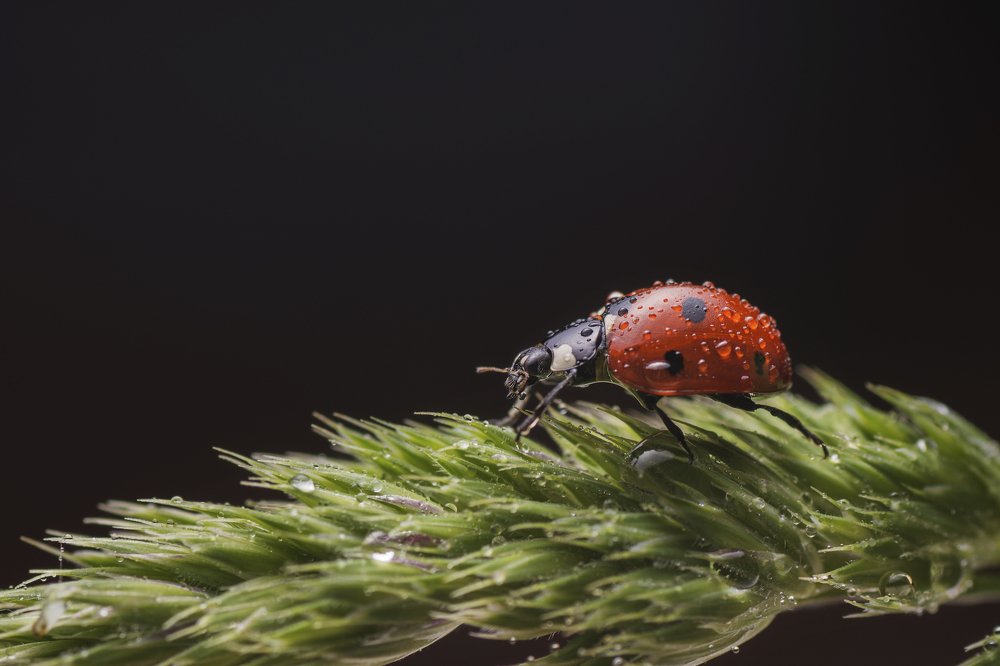 Photograph by Максим Вышарь