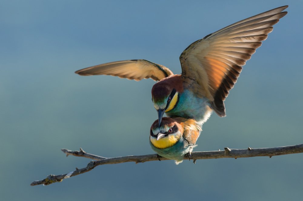 Bee eaters mating on a perch.