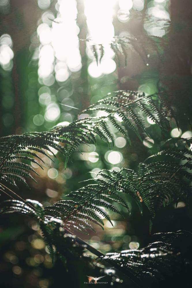 Morning Dew