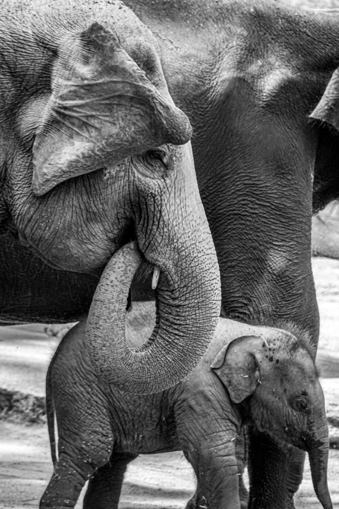 Photograph by Salim Ghuzie