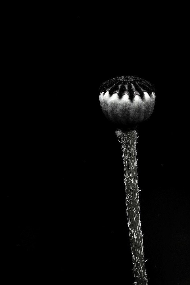 Photograph by БРОВКО АЛЕКСАНДР ИВАНОВИЧ