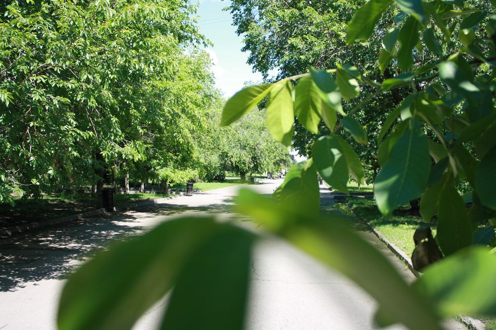 сквер Ростов на Дону