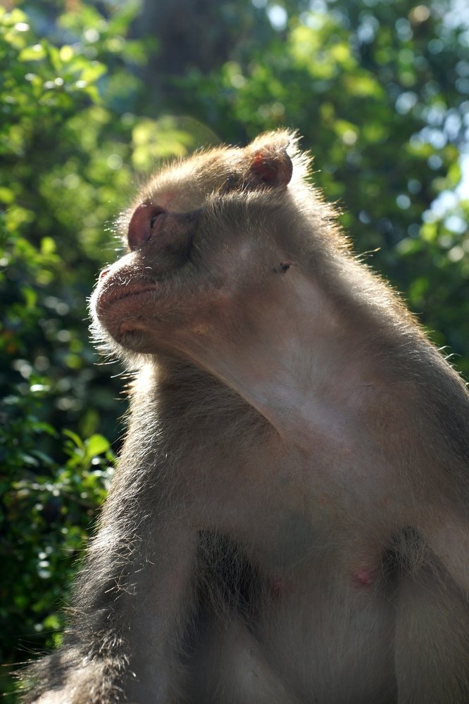 Задумчивость