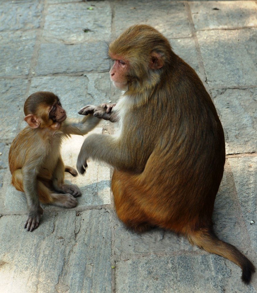 Пойдем гулять, мама!