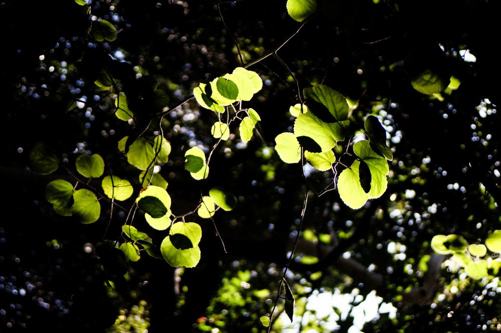 Finding Beauty Within...