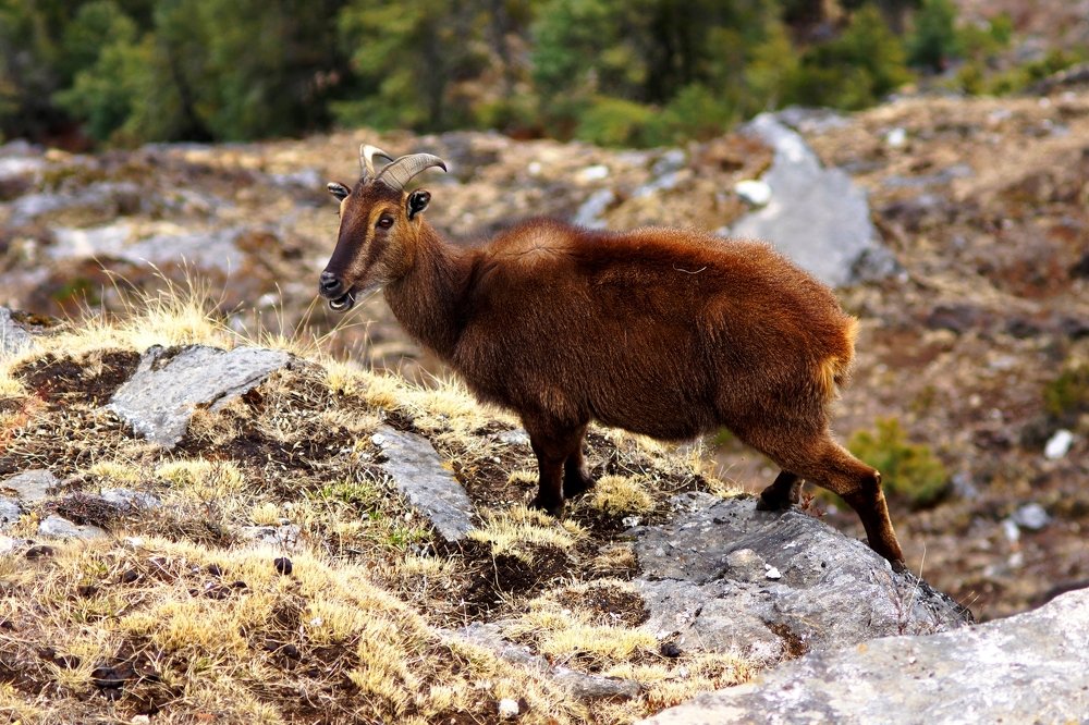 Скудный ужин