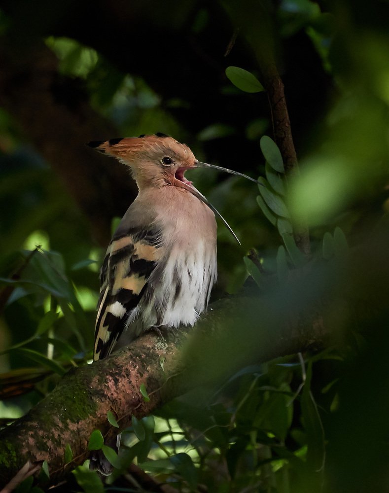 Photograph by Siew Eng Ooi