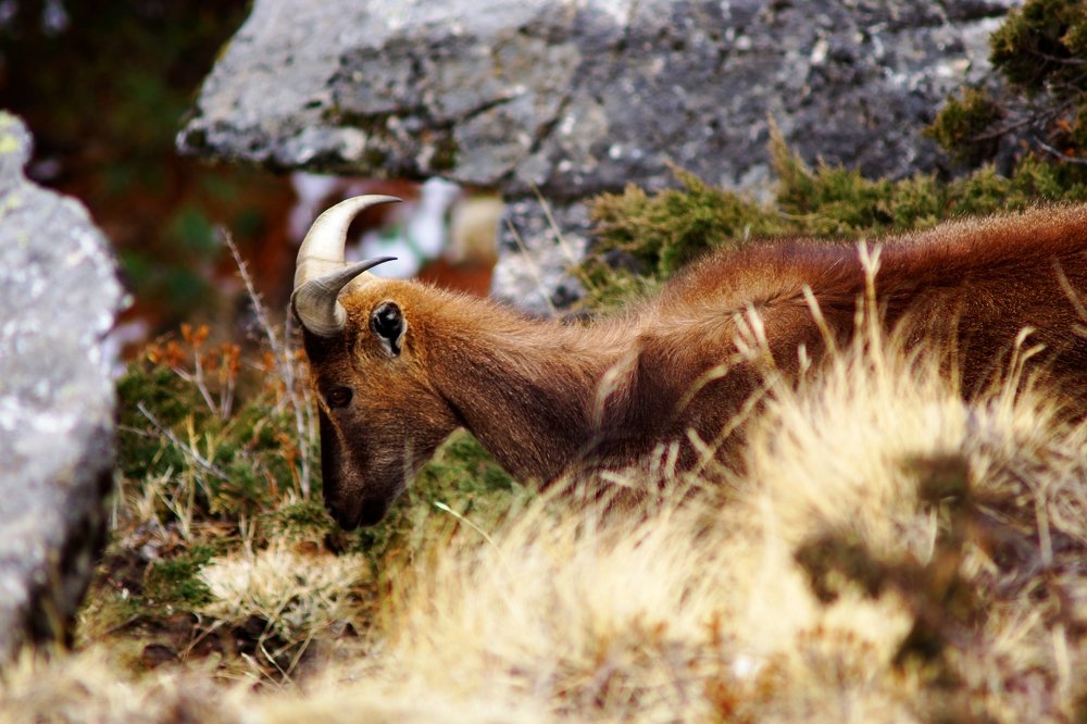 Уйду я от вас...
