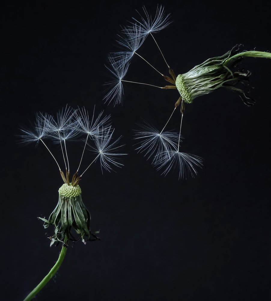 Photograph by Светлана Лехмус