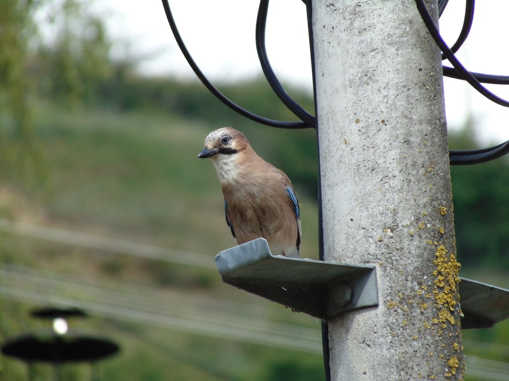 Photo #4656836