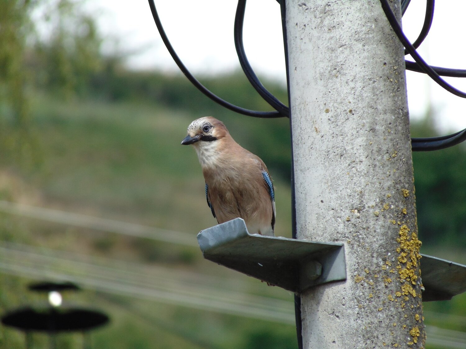 Photo #4656836