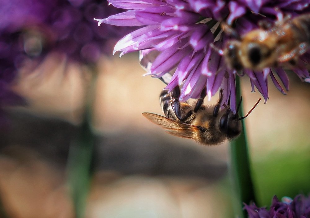 Рабочая пчёлка