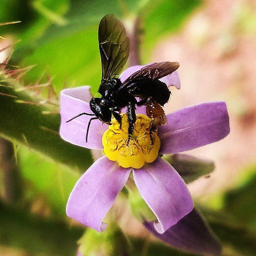 Photograph by Helber Azevedo