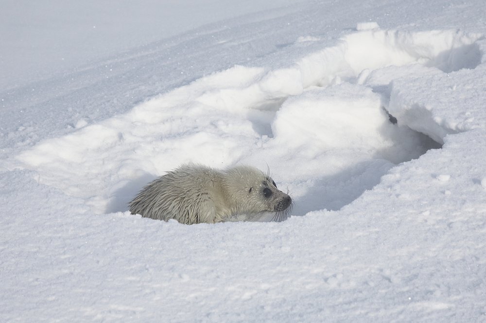 Photograph by Анастасия Тупицына