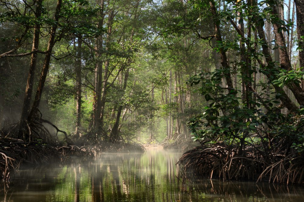 Мангры Пуэрто Принсесы