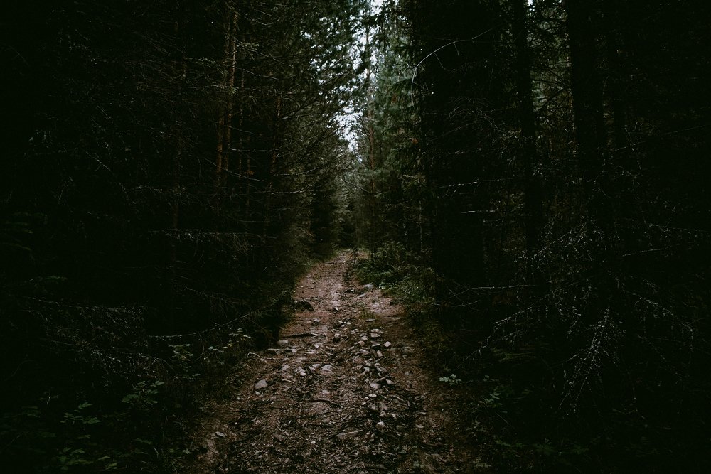 Дорога в лес