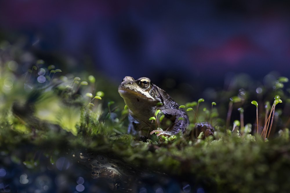 Photograph by Дериглазова Марина Владимировна