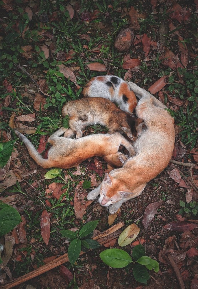 Photograph by Shahadat Hossain