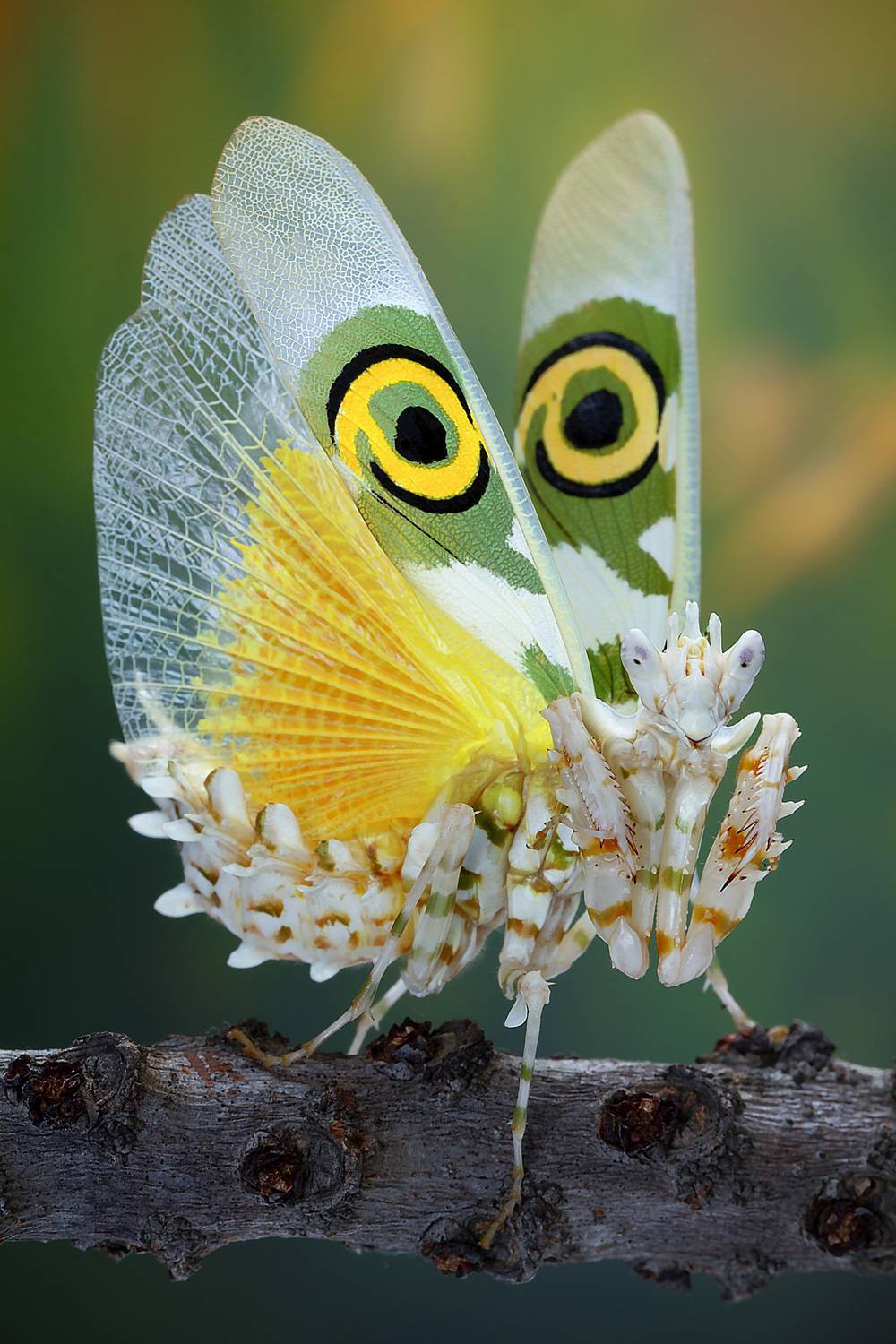 Pseudocreobotra wahlbergi