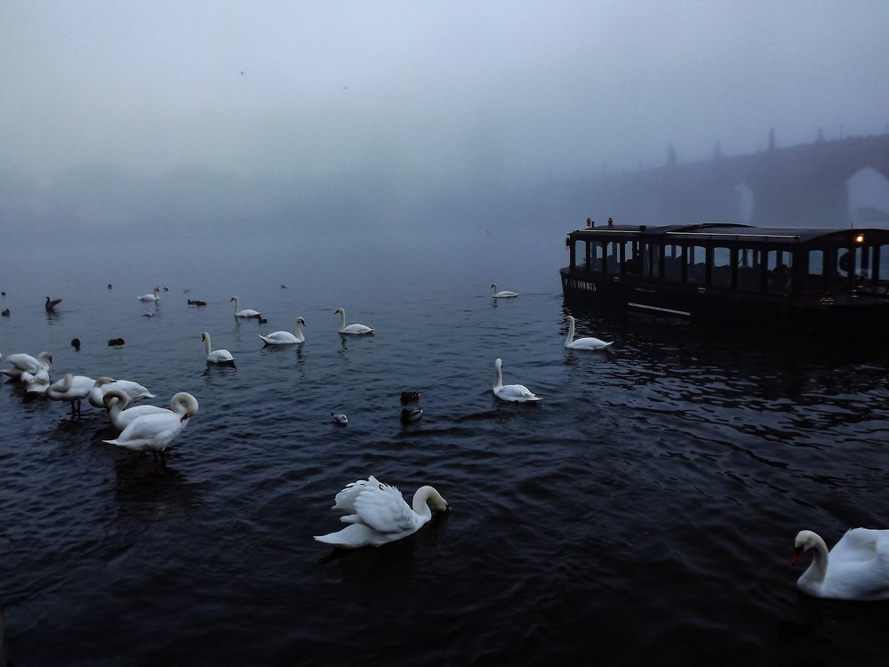 Photo #4657686