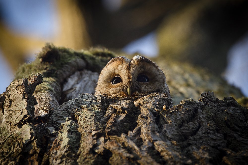 Photograph by Андрей Костромин