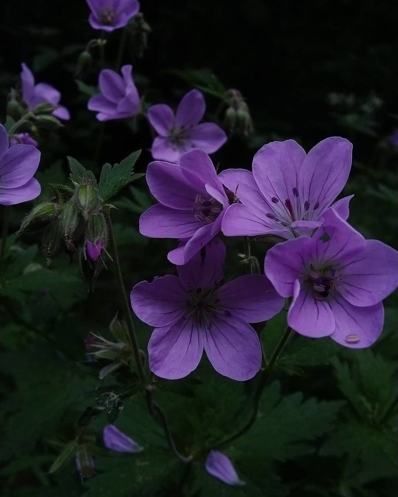 Герань луговая