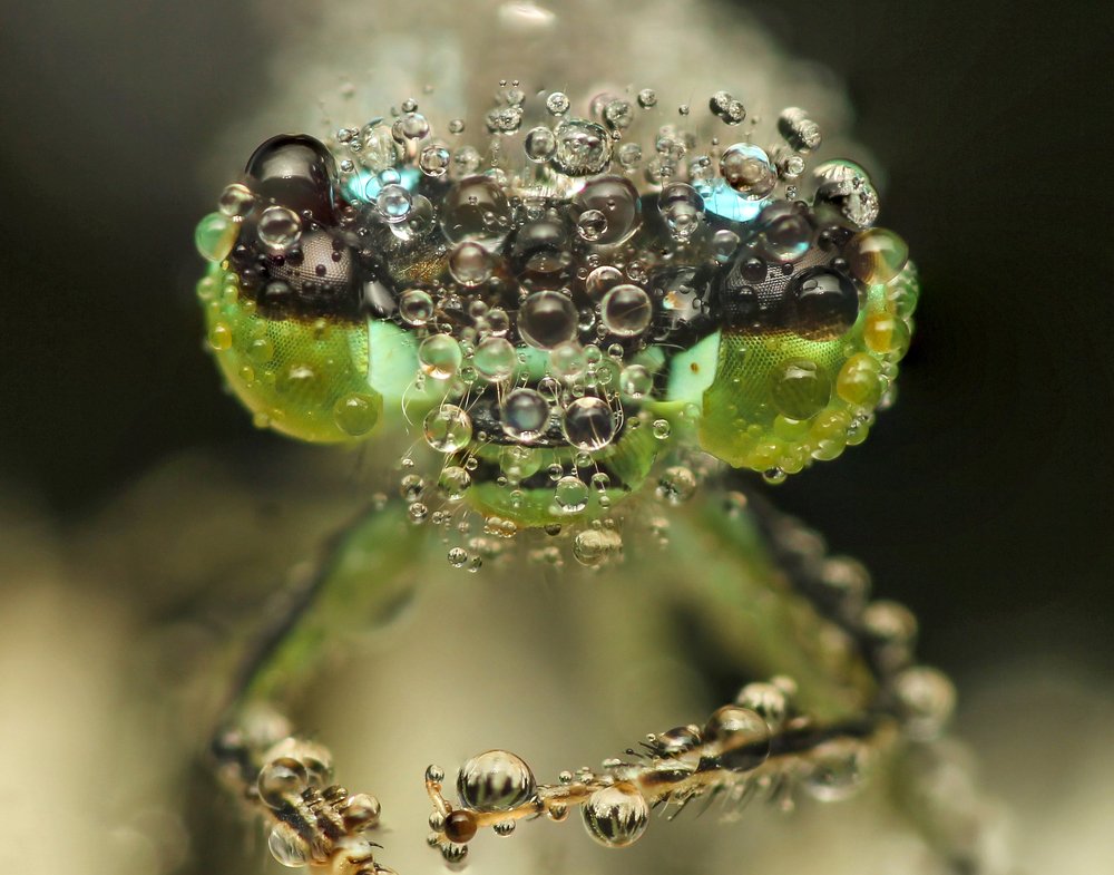 Фотография автора Peter Janso